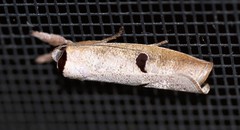 Pilostibes stigmatias