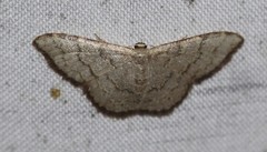 Idaea coercita