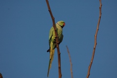 Psittacula krameri