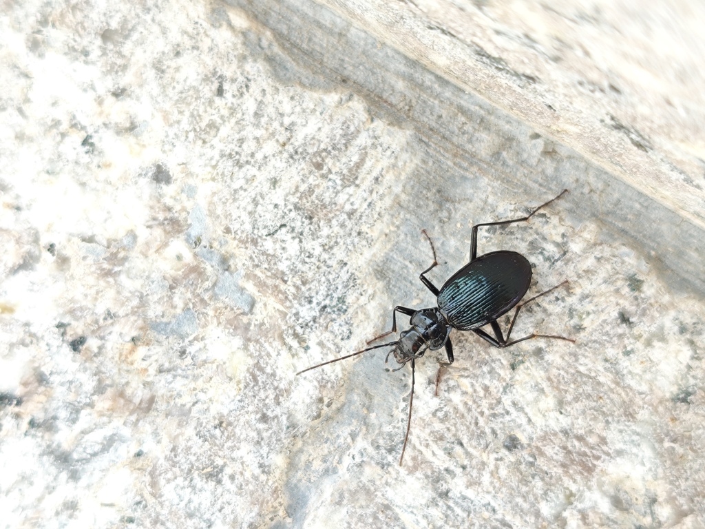 Nebria suensoni