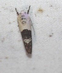 Hypertropha chlaenota
