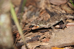 Urostrophus vautieri
