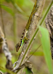 Anolis bahorucoensis