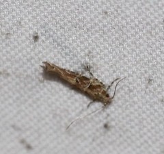 Pyroderces