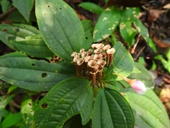 Bertolonieae