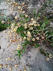 Helichrysum cochleariforme