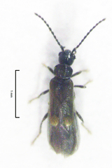 Malthodes pumilus