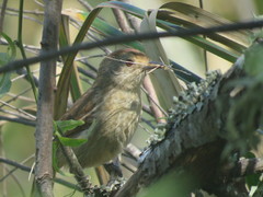 Thamnophilus ruficapillus
