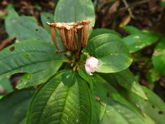 Bertolonieae