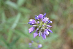 Bituminaria bituminosa