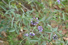 Bituminaria bituminosa