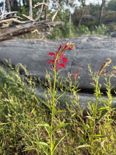 Cardinal Flower