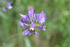 Bituminaria bituminosa