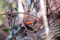 Microspingus cabanisi