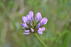 Bituminaria bituminosa