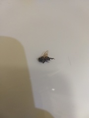 Apis mellifera
