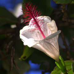 Hibiscus waimeae