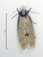 Atalopsis