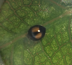 Serangium maculigerum