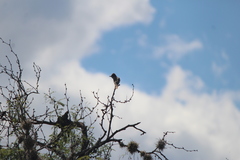 Myiarchus cinerascens