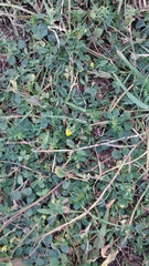Medicago lupulina