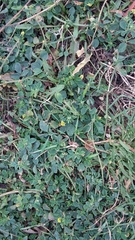 Medicago lupulina