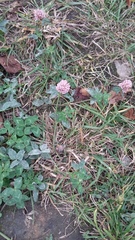 Trifolium pratense