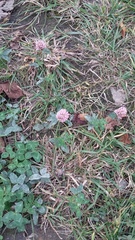 Trifolium pratense