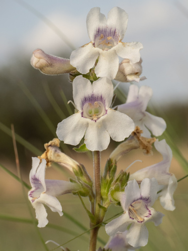 Guadalupe Penstemon (Penstemon guadalupensis)