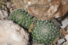 Mammillaria perbella