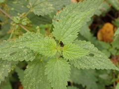 Urtica dioica