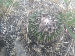 Echinofossulocactus pentacanthus