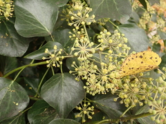 Hedera helix