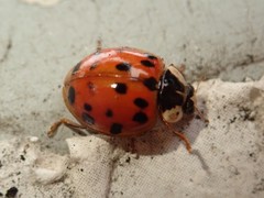 Harmonia axyridis