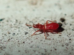 Oxycarenus lavaterae