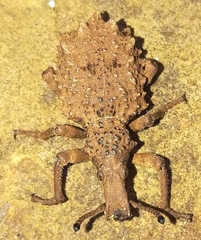 Microcerinae