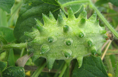 Cucumis metuliferus image