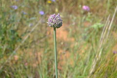 Allium polyanthum
