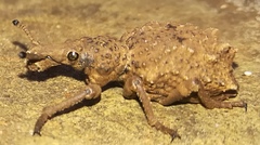 Microcerinae