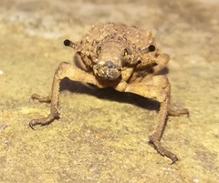 Microcerinae