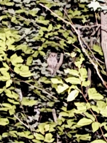 View observation of {o.common_name} on iNaturalist