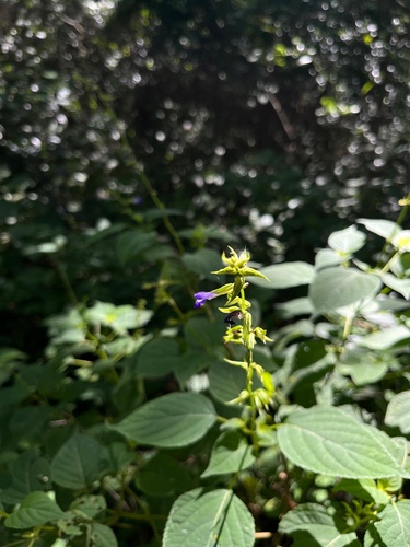 Salvia caudata, photograph 3