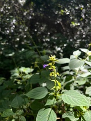 Salvia caudata, photograph (c) Ricardo Jaimes-López, some rights reserved (CC BY)