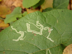 Phytomyza lappae