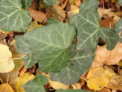 Hedera helix