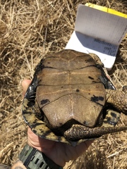 Actinemys marmorata pallida