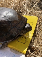 Actinemys marmorata pallida