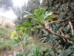 Polylepis racemosa