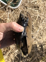 Actinemys marmorata pallida