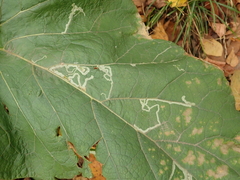 Phytomyza lappae